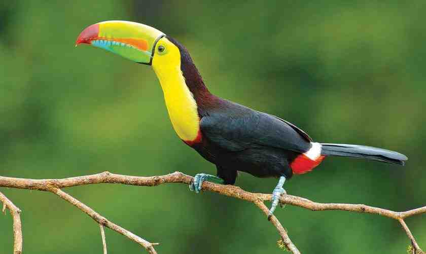 Où voir le plus d'animaux au Costa Rica ?