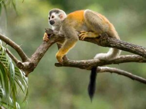 Quel est le parc national le plus sauvage du Costa Rica ?