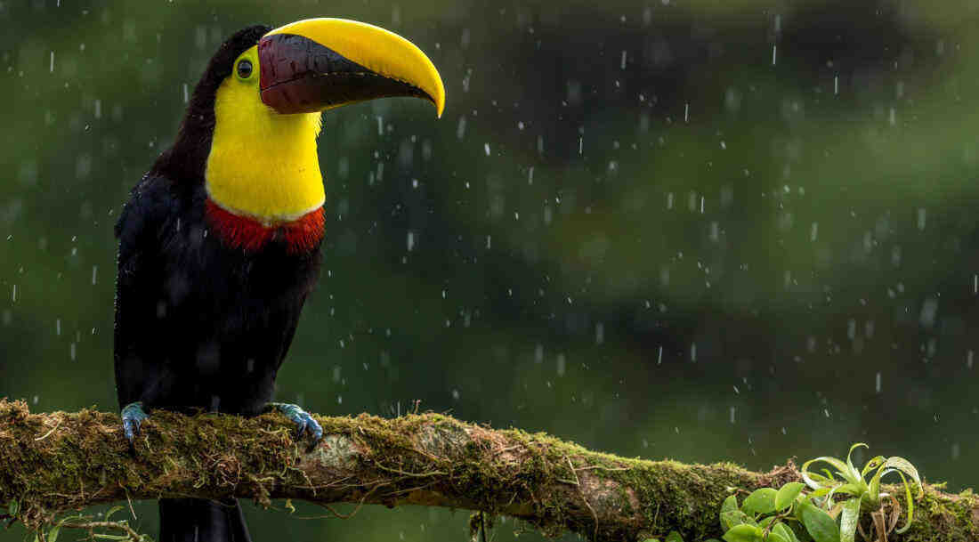 Quel temps Fait-il au Costa Rica en novembre ?