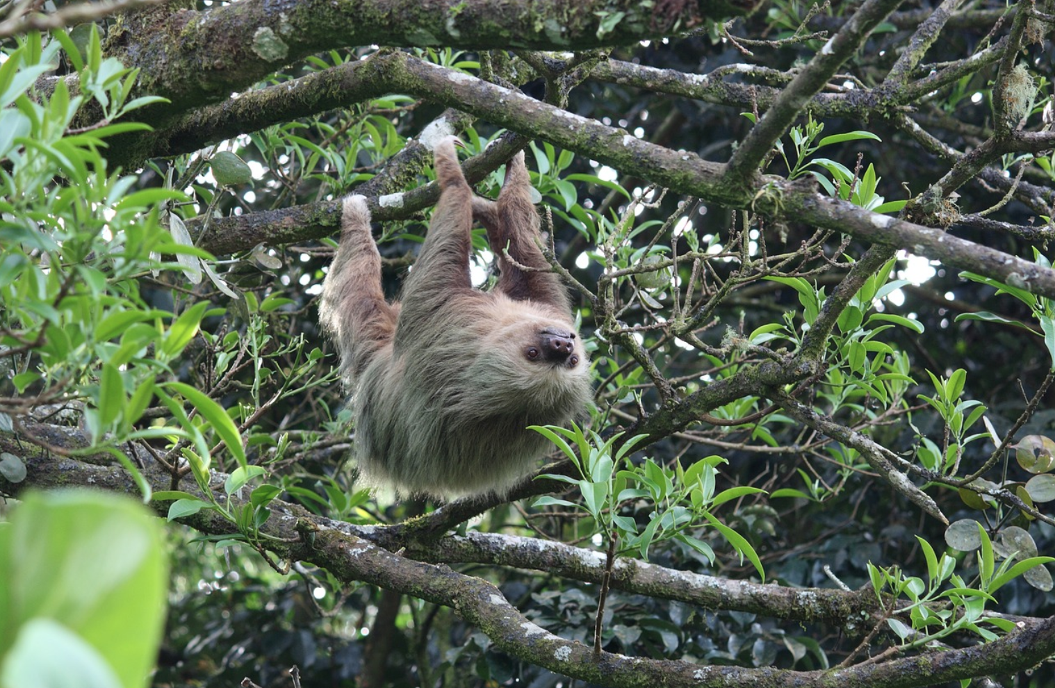 Quels sont les animaux dangereux au Costa Rica ?