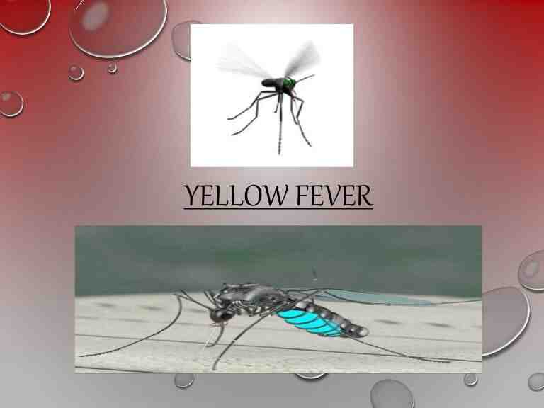 Comment s'appelle le virus de la fièvre jaune ?