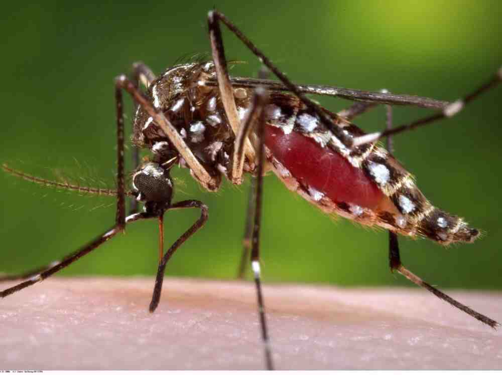 Quel est l'autre nom du paludisme ?