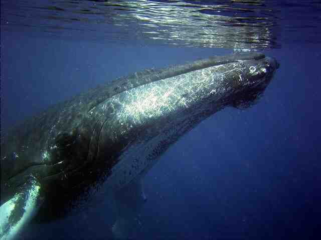 Quand observer les baleines au Costa Rica ?