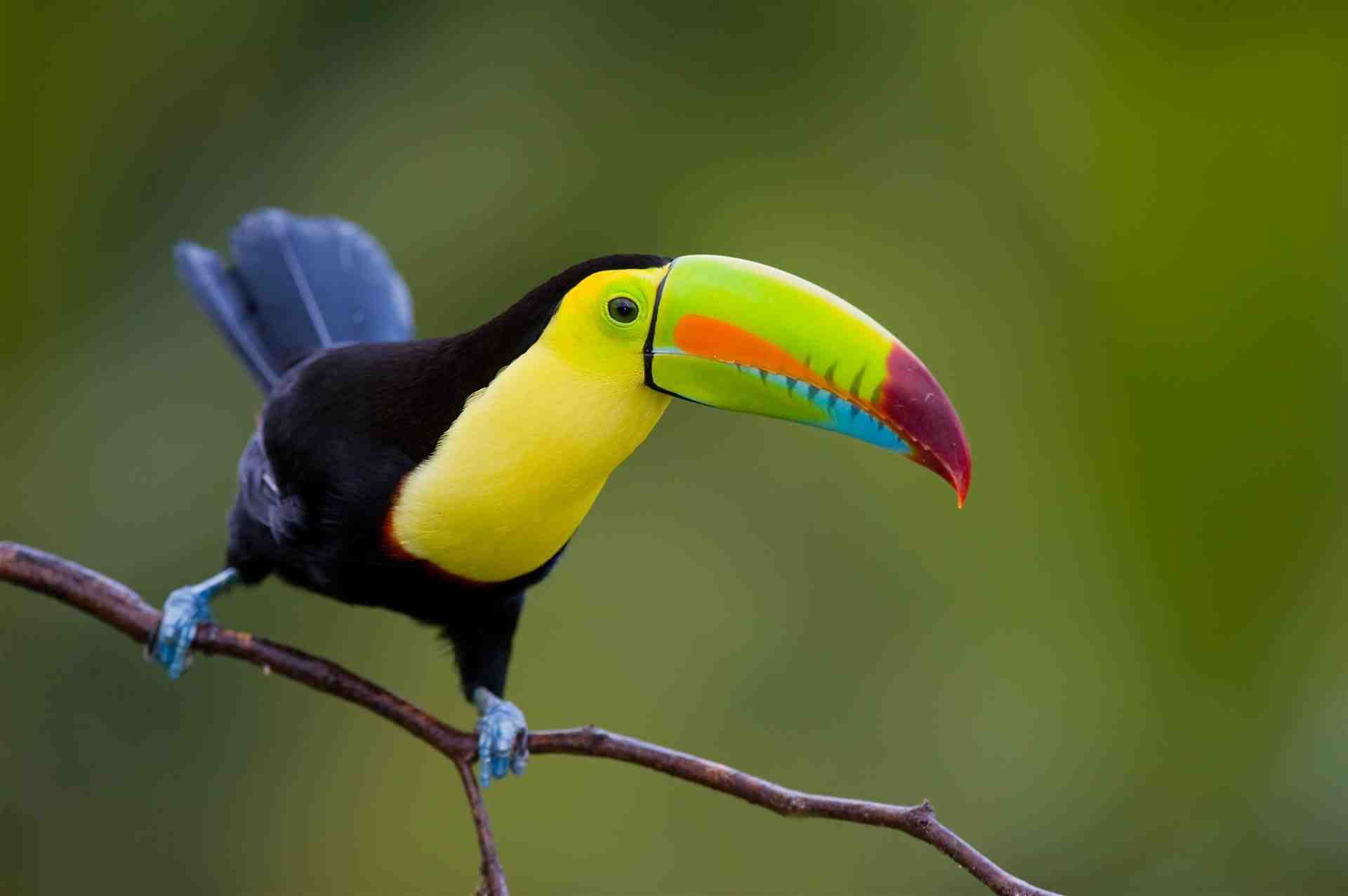 Quels animaux au Costa Rica ?