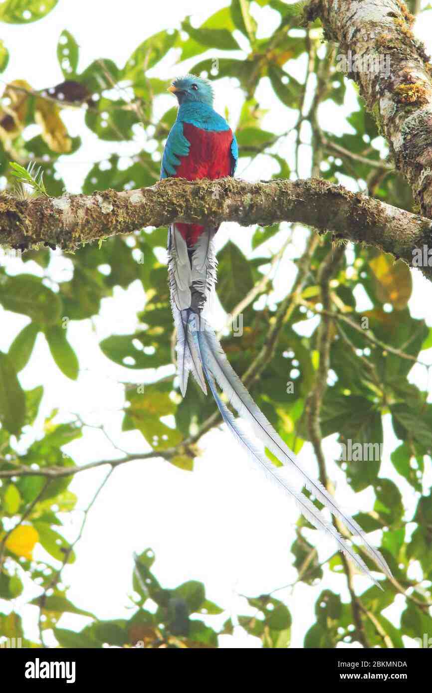 Costa rica quetzal