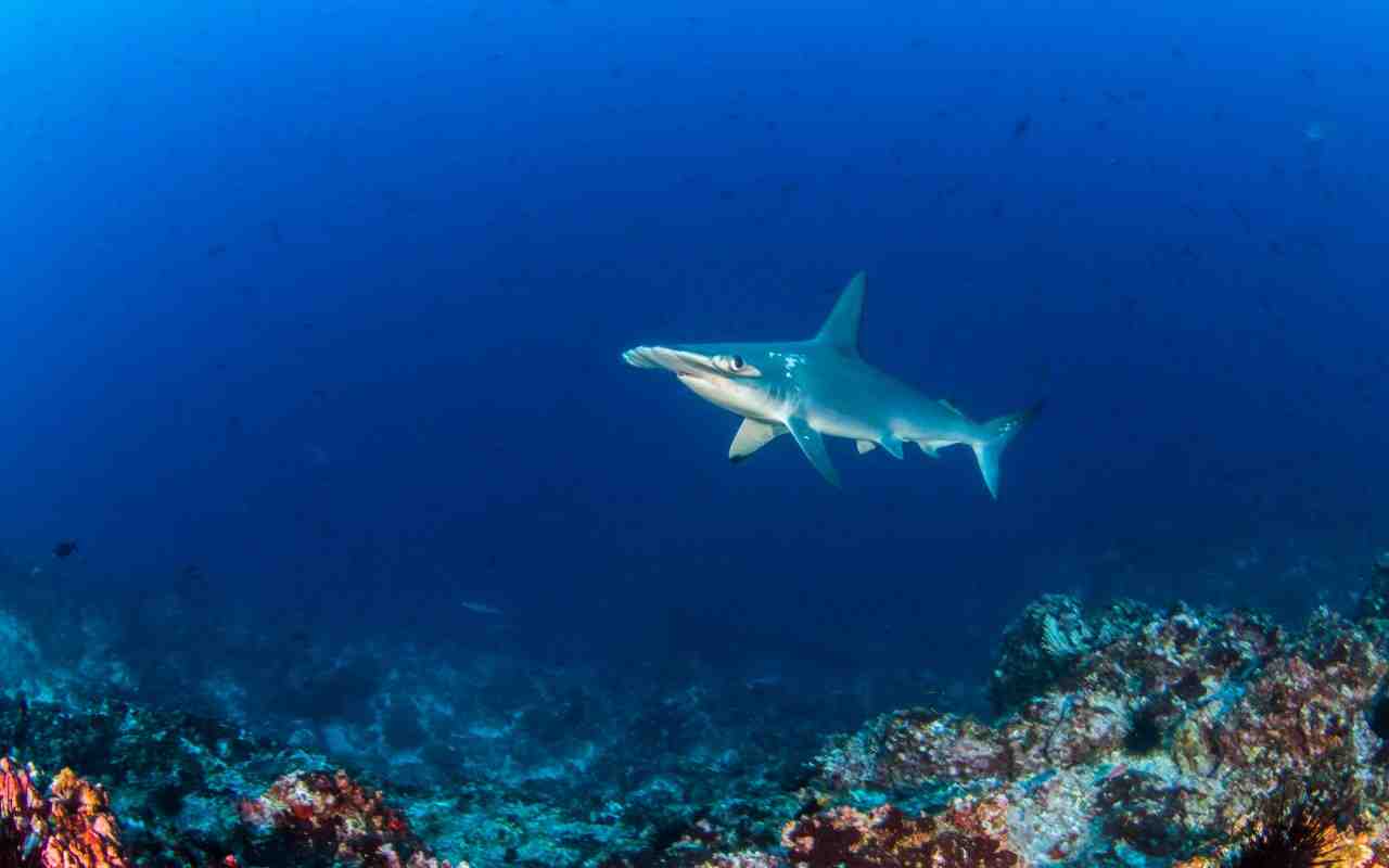 Quand a eu lieu la dernière attaque de requin à La Réunion ?