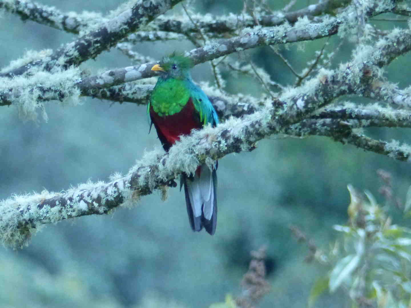 Quel est le plus bel oiseau du Costa Rica ?