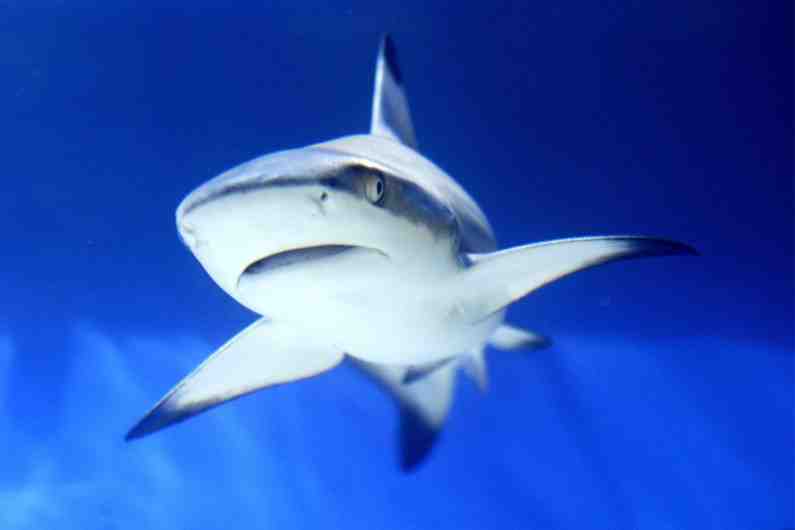 Quels sont les 5 requins dangereux pour l'homme ?